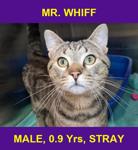 MR. WHIFF
